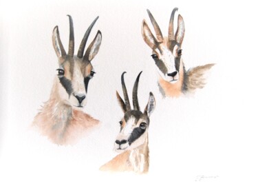 Painting titled "trois chamois -  aq…" by Patricia Hyvernat, Original Artwork, Watercolor