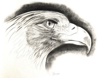 Desenho intitulada "Dessin "Falco aigle…" por Patricia Hyvernat, Obras de arte originais, Grafite