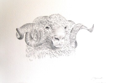 Dessin intitulée "mouton merinos - de…" par Patricia Hyvernat, Œuvre d'art originale, Graphite