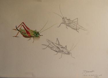 Dessin intitulée "sauterelles-vertes…" par Patricia Hyvernat, Œuvre d'art originale, Graphite
