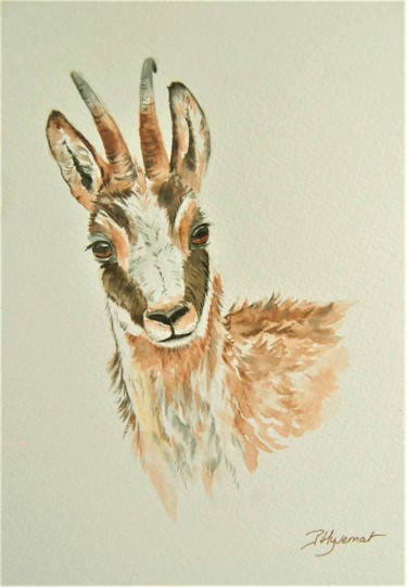 Painting titled "chamois - aquarelle…" by Patricia Hyvernat, Original Artwork, Watercolor