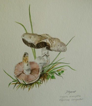 Pintura intitulada "champignon agaric c…" por Patricia Hyvernat, Obras de arte originais, Aquarela