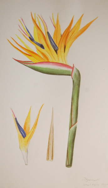 Painting titled "Strelitzia ou oisea…" by Patricia Hyvernat, Original Artwork, Watercolor