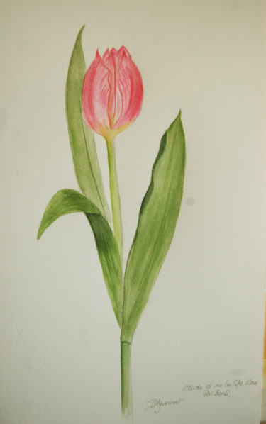 Painting titled "tulipe botanique ro…" by Patricia Hyvernat, Original Artwork, Watercolor
