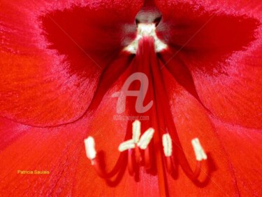 Photography titled "amaryllis4" by Patricia Saulais, Original Artwork, Digital Photography