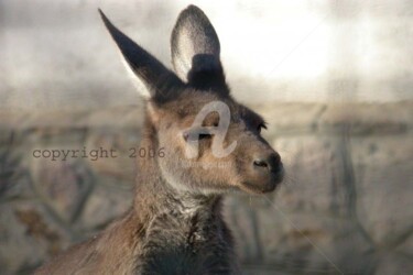 Photographie intitulée "kangourou" par Patricia Saulais, Œuvre d'art originale, Photographie numérique