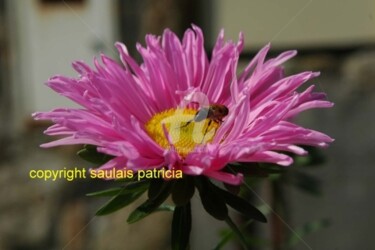 Photography titled "abeille sur fleur" by Patricia Saulais, Original Artwork