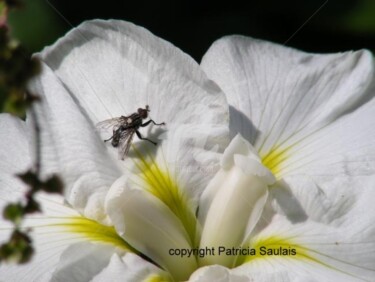 Photographie intitulée "iris blanc" par Patricia Saulais, Œuvre d'art originale, Photographie numérique