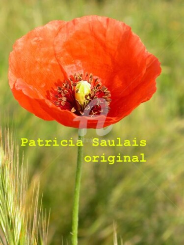 Fotografie mit dem Titel "coquelicot1" von Patricia Saulais, Original-Kunstwerk, Digitale Fotografie