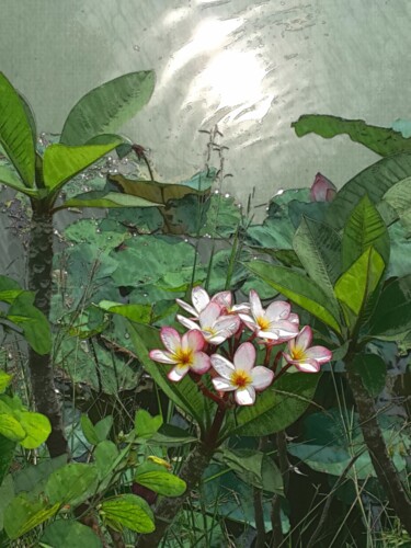 Фотография под названием "flower of Thailand…" - Patrick John Bennett (Patrice), Подлинное произведение искусства, Цифровая…