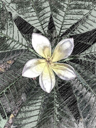 Photographie intitulée "Star Flower" par Patrick John Bennett (Patrice), Œuvre d'art originale, Photographie numérique