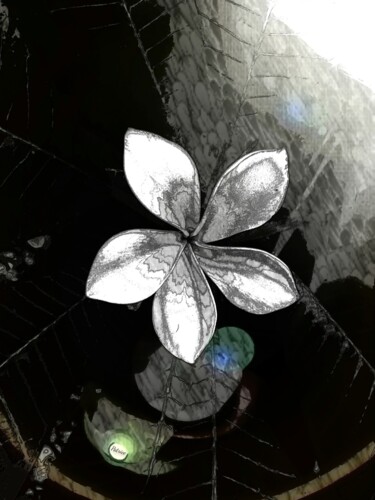 Photography titled "Flower in a Silken…" by Patrick John Bennett (Patrice), Original Artwork, Digital Photography