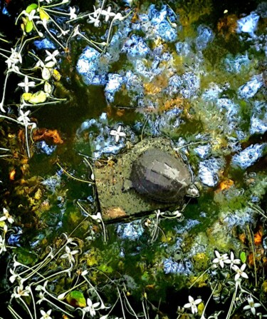 Photography titled "The Turtle" by Patrick John Bennett (Patrice), Original Artwork, Digital Photography