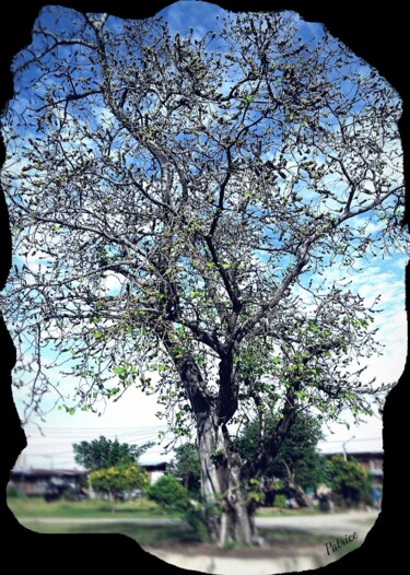 Fotografie mit dem Titel "Ancient Tree of Wis…" von Patrick John Bennett (Patrice), Original-Kunstwerk, Digitale Fotografie