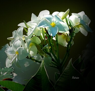Fotografia intitolato "Blooms of Jasmine." da Patrick John Bennett (Patrice), Opera d'arte originale, Fotografia non manipol…