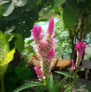 Fotografie getiteld "Flowers of "Celosia…" door Patrick John Bennett (Patrice), Origineel Kunstwerk, Digitale fotografie