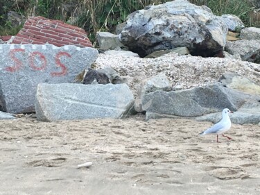 Photographie intitulée "Photo mouette sur l…" par Patrick Jourdain, Œuvre d'art originale