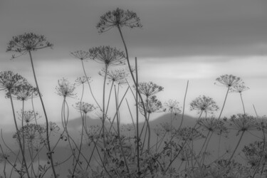 Fotografia intitulada "Parasols en herbe" por Patrick Kessler, Obras de arte originais, Fotografia digital