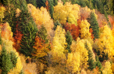 Fotografía titulada "Bel Automne" por Patrick Kessler, Obra de arte original, Fotografía analógica Montado en Aluminio