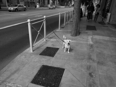 Photographie intitulée "Toulon ,le chien bl…" par Patrick Lalande, Œuvre d'art originale, Photographie numérique
