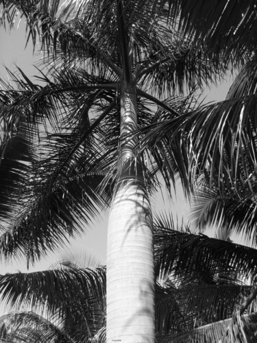 Fotografie mit dem Titel "palmier royal Haïti" von Patrick Lalande, Original-Kunstwerk