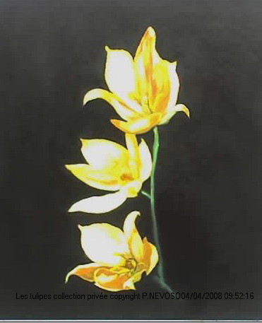 Painting titled "Variété de tulipes…" by Patrick Nevoso, Original Artwork, Oil