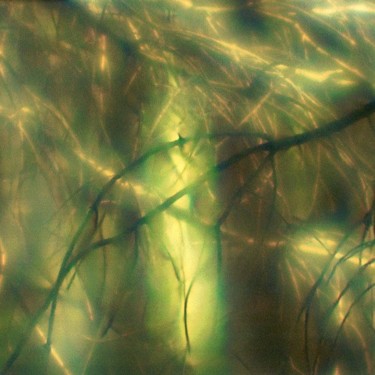 Photographie intitulée "Couleurs végétales…" par Patrick Roché, Œuvre d'art originale