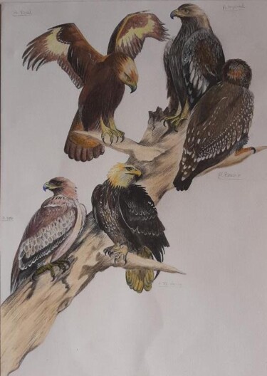 Painting titled "Aigles" by Patrizia Pic, Original Artwork, Watercolor