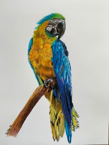 Рисунок под названием "Ara blu" - Patrizia Salcini, Подлинное произведение искусства, Цветные карандаши