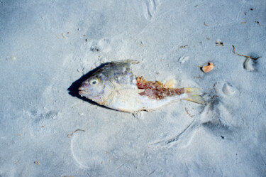 Fotografía titulada "Ex-Fish" por Paul Alba, Obra de arte original, Fotografía digital