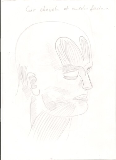 Drawing titled "Anatomie 1" by Paul-Éric Langevin, Original Artwork, Pencil