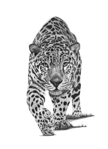 Desenho intitulada "Leopard" por Paul Stowe, Obras de arte originais, Grafite