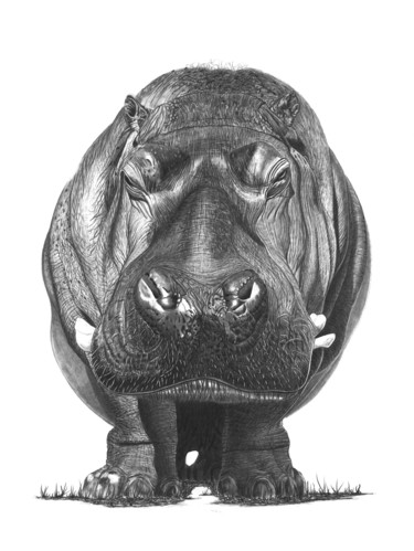 「Hippo」というタイトルの描画 Paul Stoweによって, オリジナルのアートワーク, グラファイト