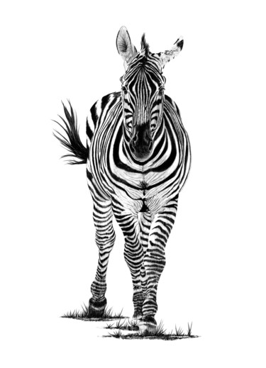 Desenho intitulada "Zebra" por Paul Stowe, Obras de arte originais, Grafite