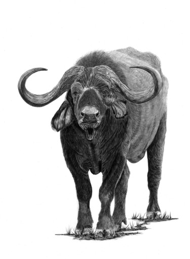 "Buffalo" başlıklı Resim Paul Stowe tarafından, Orijinal sanat, Grafit
