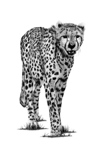 Dibujo titulada "Cheetah" por Paul Stowe, Obra de arte original, Grafito
