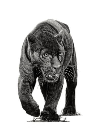 Tekening getiteld "Black Panther" door Paul Stowe, Origineel Kunstwerk, Grafiet