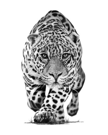 Рисунок под названием "Jaguar" - Paul Stowe, Подлинное произведение искусства, Графит