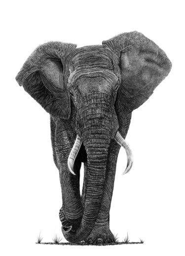 제목이 "Bull Elephant"인 그림 Paul Stowe로, 원작, 흑연