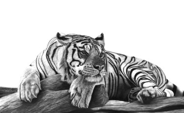 Dessin intitulée "Resting Tiger" par Paul Stowe, Œuvre d'art originale, Graphite