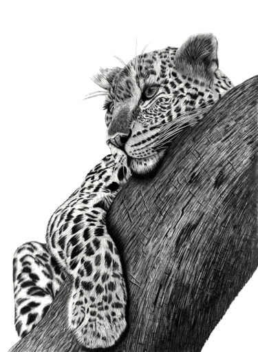 Disegno intitolato "Resting Leopard" da Paul Stowe, Opera d'arte originale, Grafite