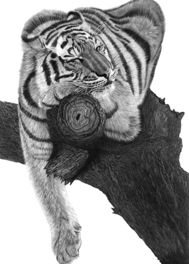 Tekening getiteld "Sleeping Tiger" door Paul Stowe, Origineel Kunstwerk, Grafiet
