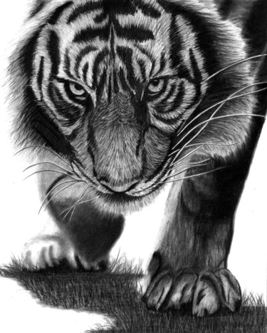 Drawing titled "Tiger, Tiger" by Paul Stowe, Original Artwork, Graphite