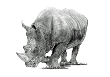 Tekening getiteld "White Rhino" door Paul Stowe, Origineel Kunstwerk, Grafiet
