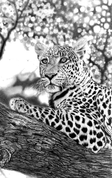 Dibujo titulada "Tree Leopard" por Paul Stowe, Obra de arte original, Grafito