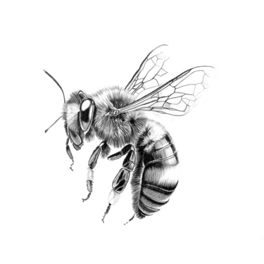 Disegno intitolato "Bee in Pencil" da Paul Stowe, Opera d'arte originale, Grafite