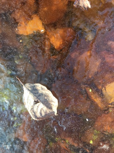 Fotografía titulada "feuilles gelées dor…" por Paul Yves Poumay, Obra de arte original