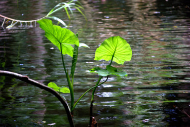 Fotografia intitulada "Water plant" por Paula Leitão Baroseiro, Obras de arte originais, Fotografia digital