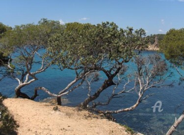 Photography titled "pins d'alèpes" by Paule-Andree Maraval, Original Artwork