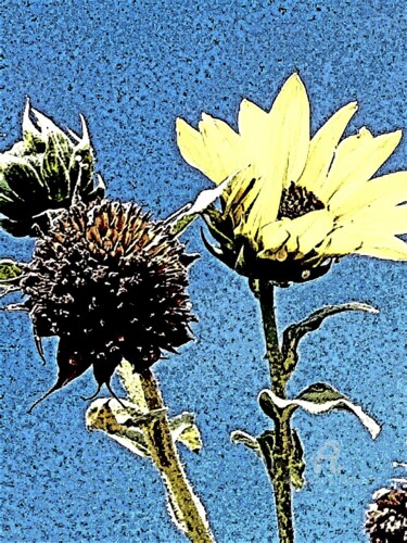 Photographie intitulée "Sunflowers" par Paulina Waas, Œuvre d'art originale